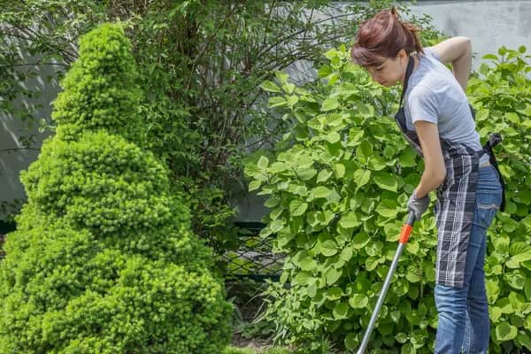 Fachgerechte Pflanzenpflege