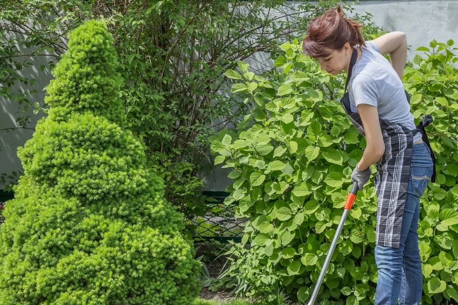 Fachgerechte Pflanzenpflege
